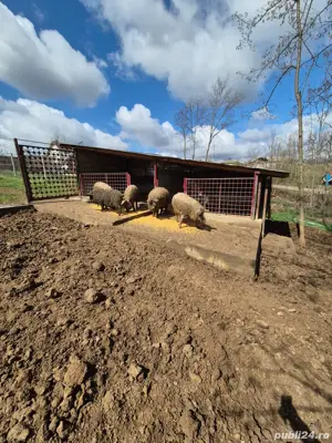 Porci Purcei Mangalita  - imagine 2 Porci Purcei Mangalita  - imagine 2