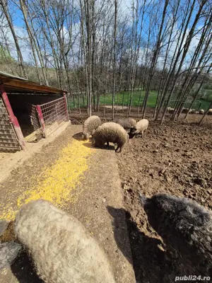 Porci Purcei Mangalita  - imagine 3 Porci Purcei Mangalita  - imagine 3