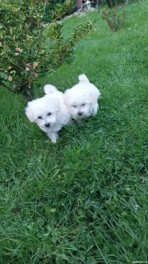Căței bichon mini toy! - imagine 2