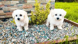 Căței bichon mini toy!