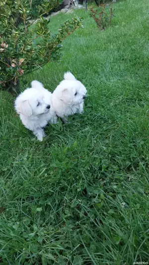 Căței bichon mini toy! - imagine 3