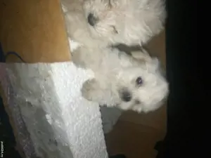 Căței bichon mini toy! - imagine 4