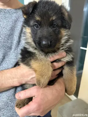 Căței ciobănesc german  - imagine 2