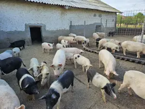 Porci de tara crescuti natural - imagine 3