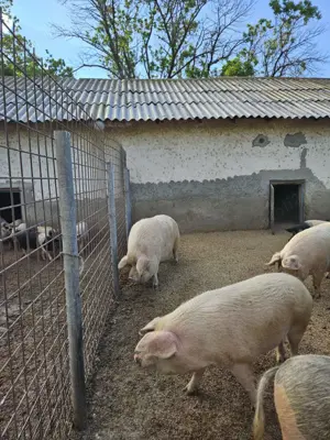 Porci de tara crescuti natural - imagine 2