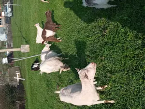 Vand capre si iezi - imagine 2