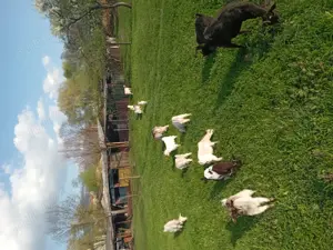 Vand capre si iezi - imagine 4