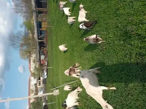 Vand capre si iezi - imagine 3