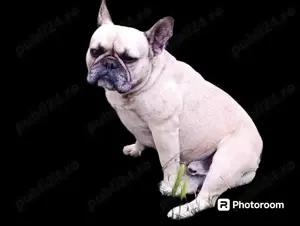 Bulldog francez 3 ani