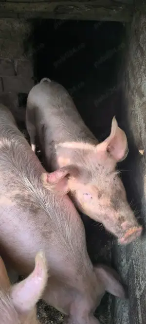 Porci Landrace +Marele Alb 