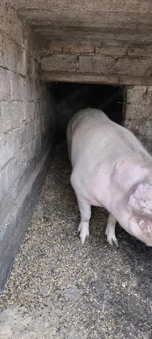 Porci Landrace +Marele Alb  - imagine 2