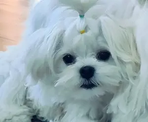 Catei bichon maltese - imagine 3