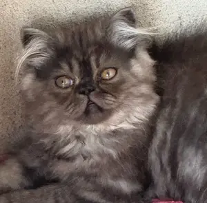 Pui pisica Persana- Mascul