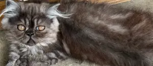 Pui pisica Persana- Mascul - imagine 2