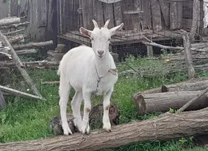 Ieduță Saanen 4 luni