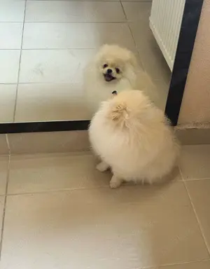 Pui Pomeranian  BOO-CANISA - imagine 4