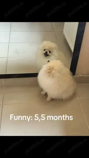 Pui Pomeranian  BOO-CANISA - imagine 3