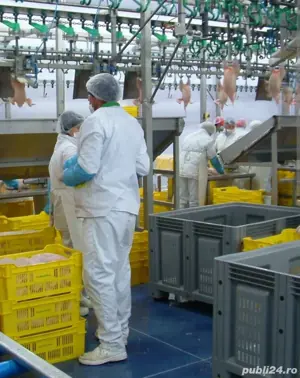 locuri de muncă în Olanda