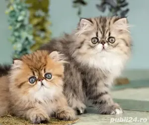 Persana chinchilla  - imagine 3