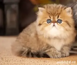 Persana chinchilla  - imagine 4