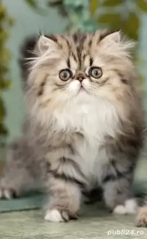 Persana chinchilla  - imagine 5