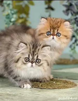 Persana chinchilla  - imagine 2