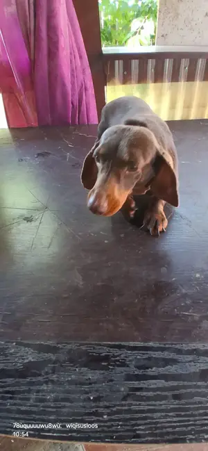 Vând Teckel Mascul Ciocolatiu de 3 ani - imagine 2