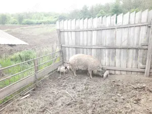 Purcei Mangalița  - imagine 5