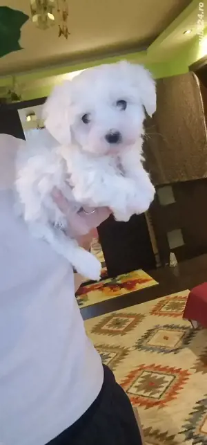 Fetita bichon maltez mini