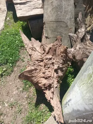 vand cioate de stejar