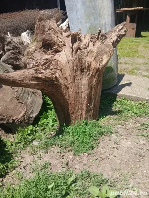 vand cioate de stejar - imagine 3