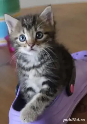 Norvegian de pădure  - imagine 3