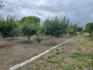 Vand ferma in Macin judetul Tulcea - imagine 4