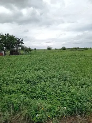 Casă de vânzare  - imagine 6