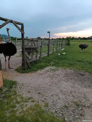 Vând două familii de struți reproducători 