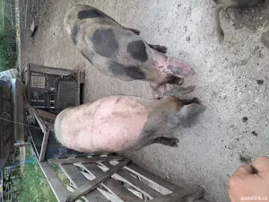 porci de carne  - imagine 5