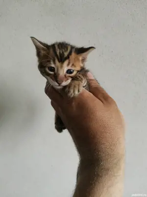 Pisic bengal bengalez