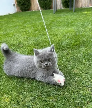 Pui pisică Chartreux rasă pură! Asigur transport  - imagine 3