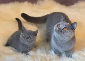 Pui pisică Chartreux rasă pură! Asigur transport 