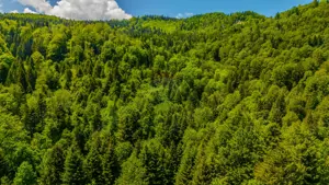 Teren extravlan 14,400mp Paraul Rece / Strada 3 brazi - imagine 12