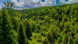 Teren extravlan 14,400mp Paraul Rece / Strada 3 brazi - imagine 11