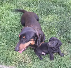 Catelusi Teckel - imagine 2