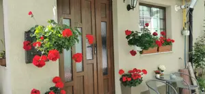 Vând casă în Oradea ultracentral  strada  Cuza  Vodă - imagine 5 Vând casă în Oradea ultracentral  strada  Cuza  Vodă - imagine 5