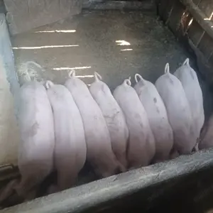 Vând soldani marele alb cu landras 