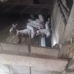 Vând soldani marele alb cu landras  - imagine 3