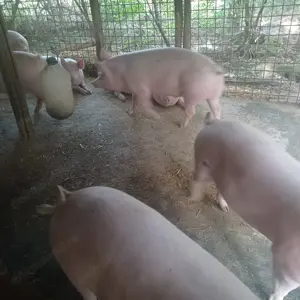 Vând porci grași greutate între 100 170de  kg