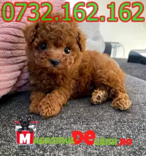 LA OFERTA Cumpara legal Caniche Pitic cu FACTURA,Carnet,Inregistrare,Microcip-Livrare la Brasov