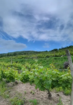 Casă renovată + 1,29 ha teren în Cotnari   vedere superbă! - imagine 7