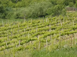 Casă renovată + 1,29 ha teren în Cotnari   vedere superbă! - imagine 6