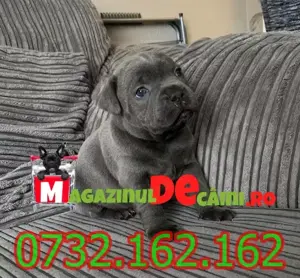 Cumpara legal catei Amstaff cu Factura,Carnet,Microcip,Inregistrare-Livrare personala la Pitesti - imagine 5